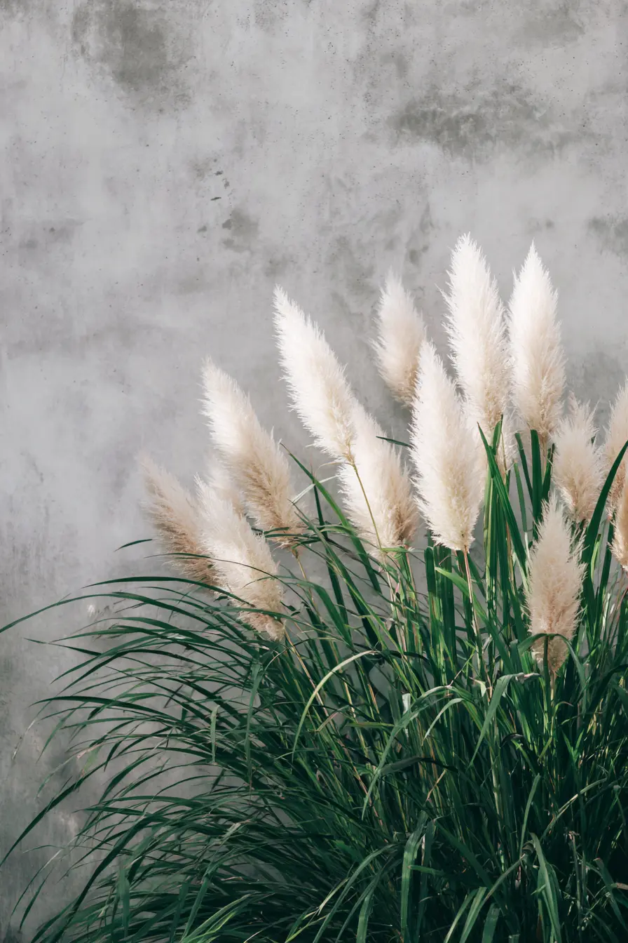 Pampas Grass Garden Border Design