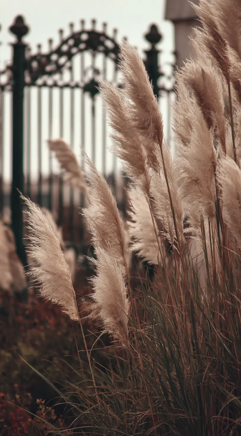 Fountain Grass For A Soft, Flowing Barrier