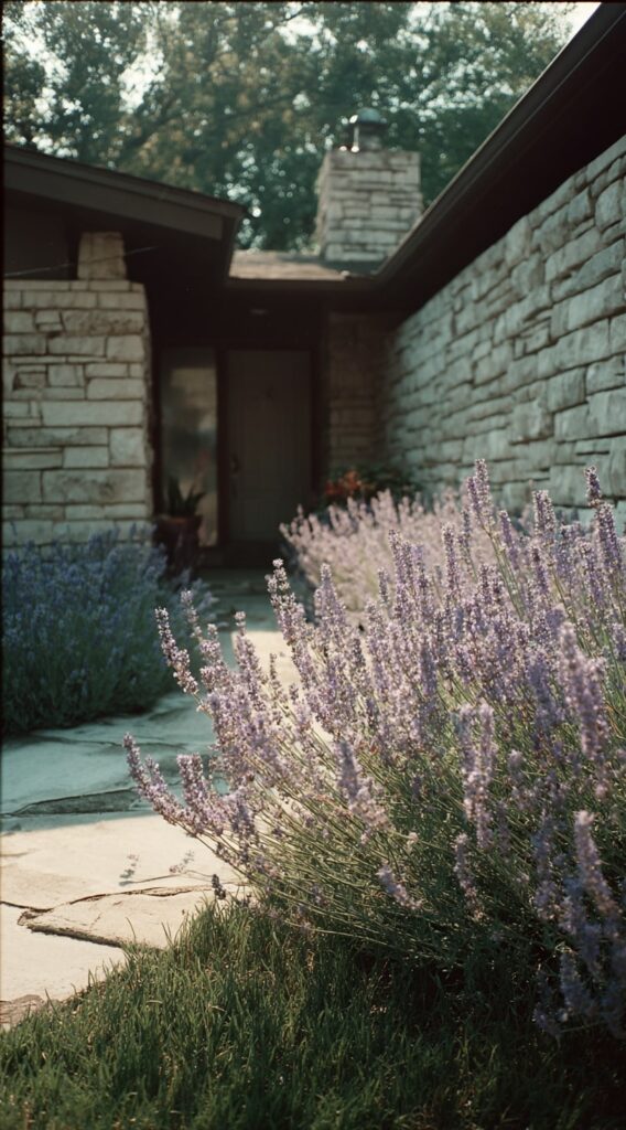 Lavender Edging for a Fragrant Stone Pathway